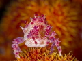   Candy Crab Hoplophrys oatesii posing front some fireworks. "fireworks". "fireworks"  